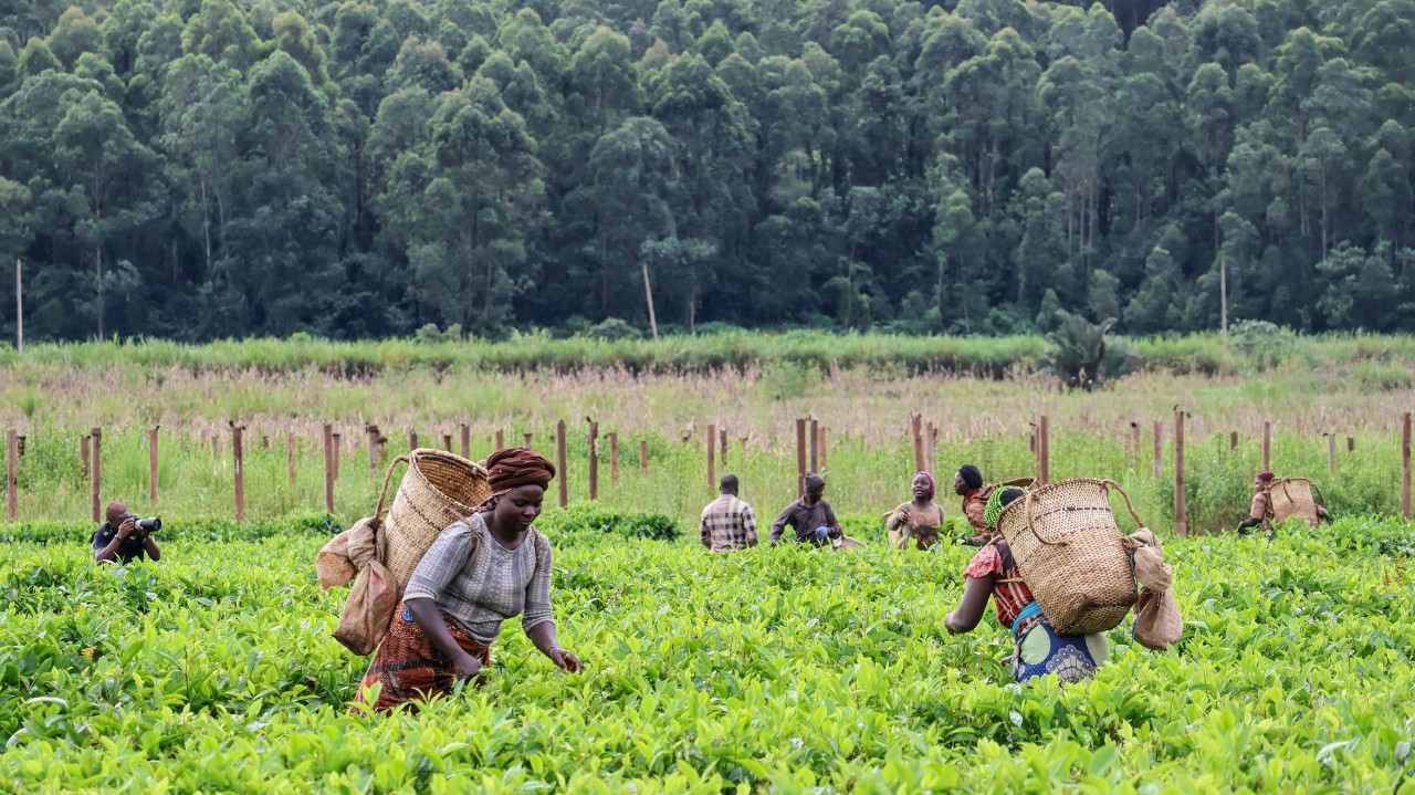 How companies can increase their resilience in an era of climate pressure – INCAS Consulting