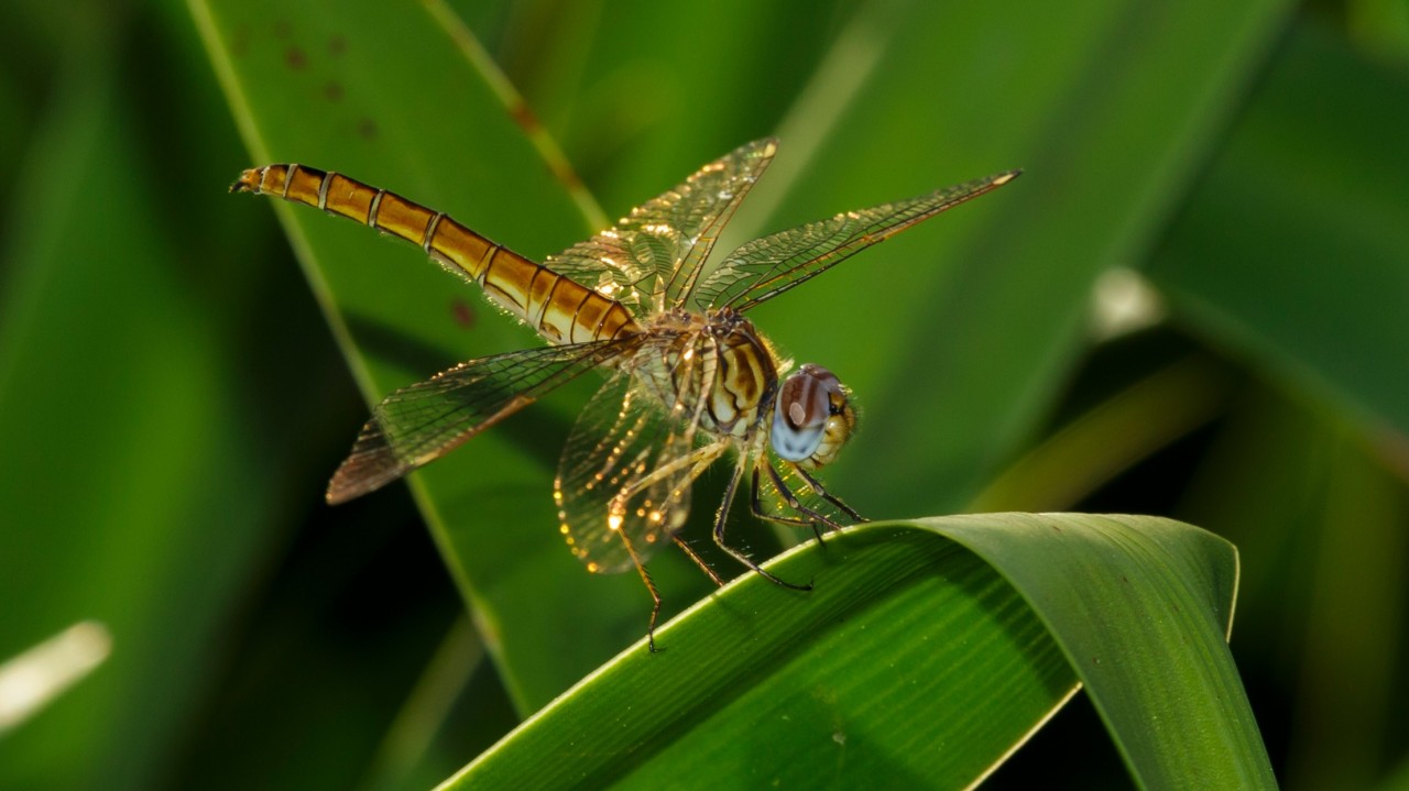 Systems thinking and careful design can determine whether climate and biodiversity projects succeed – INCAS Consulting 